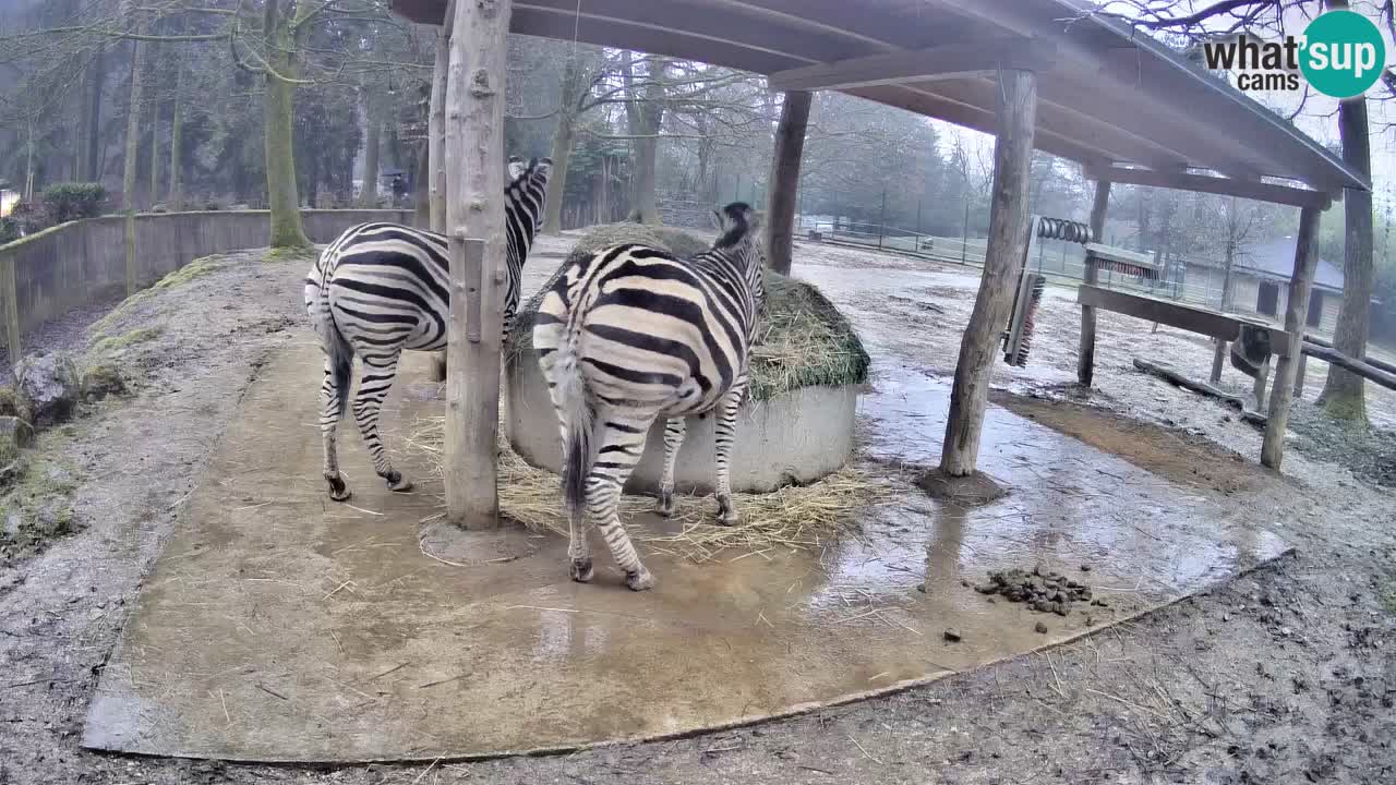 Live Webcam Zebras in Ljubljana ZOO – Slowenien