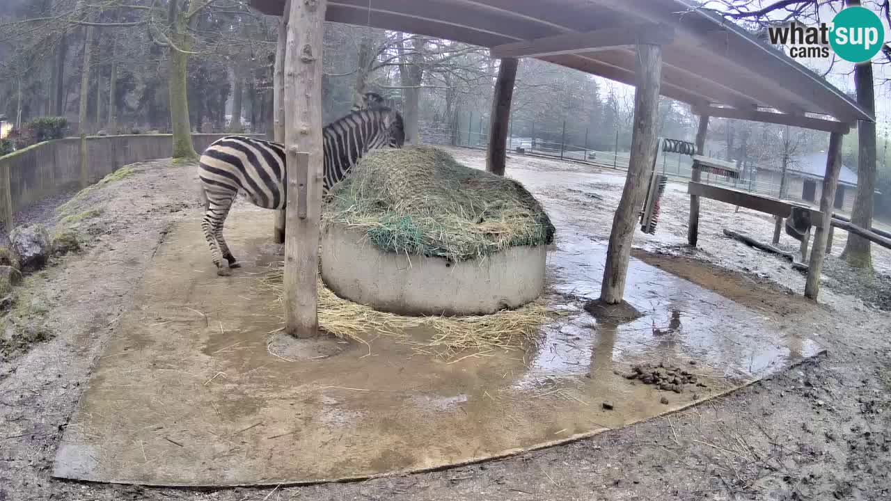 Live Webcam Zebras in Ljubljana ZOO – Slowenien