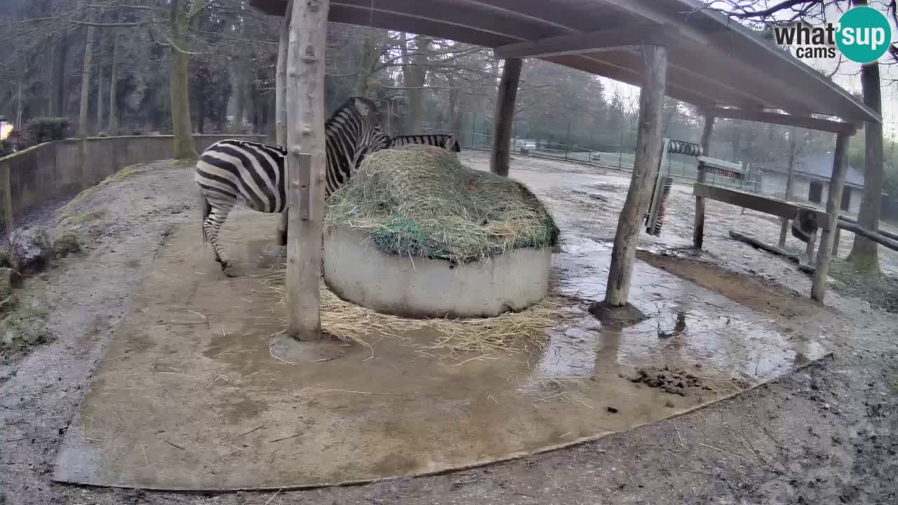 Live webcam Zebras in Ljubljana ZOO – Slovenia