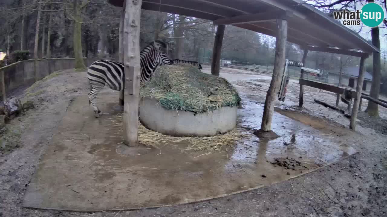 Live webcam Les zèbres in Ljubljana ZOO – Slovénie