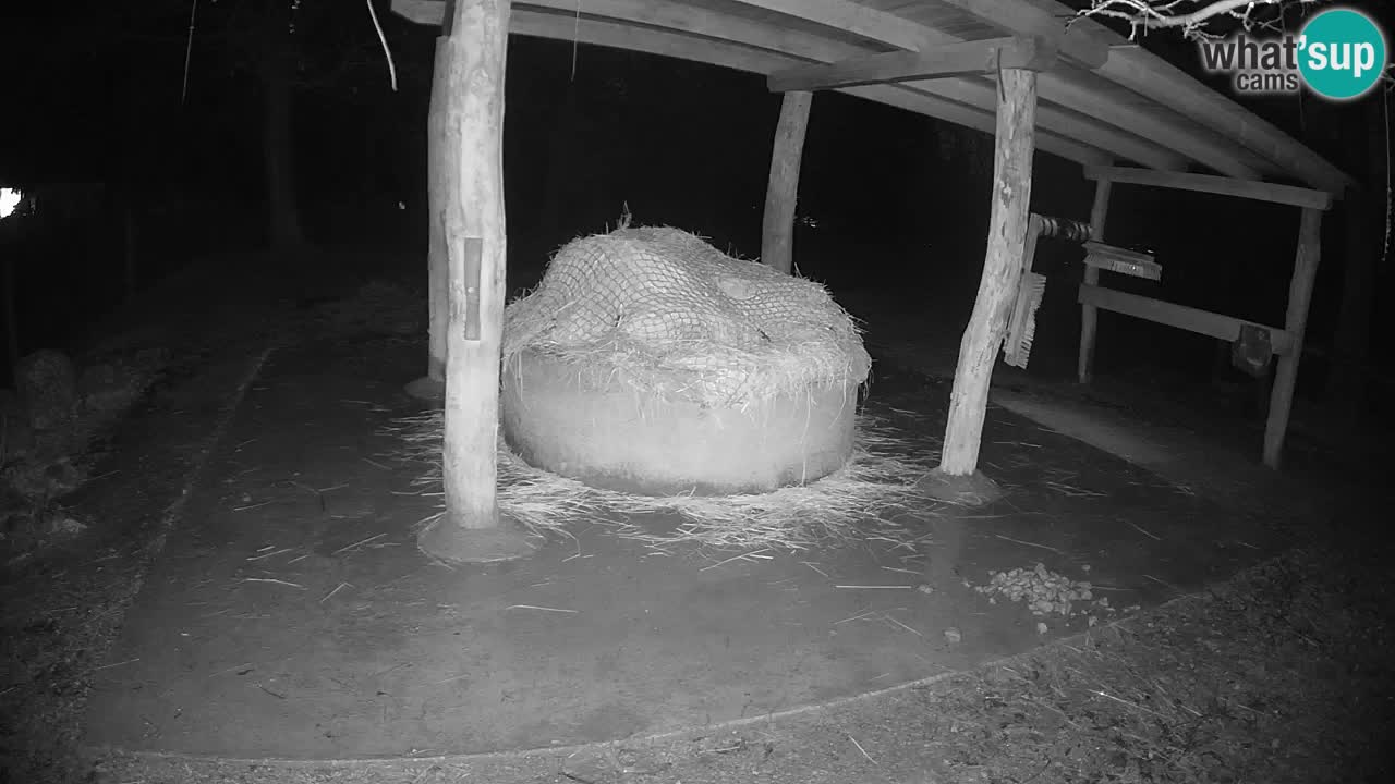 Live webcam Les zèbres in Ljubljana ZOO – Slovénie