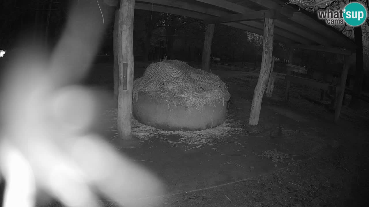 Camera en vivo Cebras in Ljubljana ZOO – Eslovenia