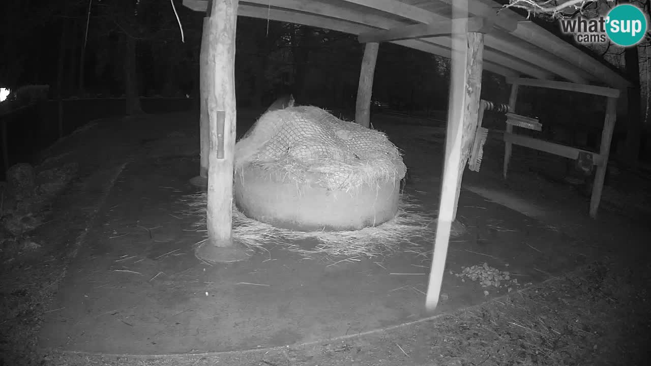 Live webcam Zebras in Ljubljana ZOO – Slovenia