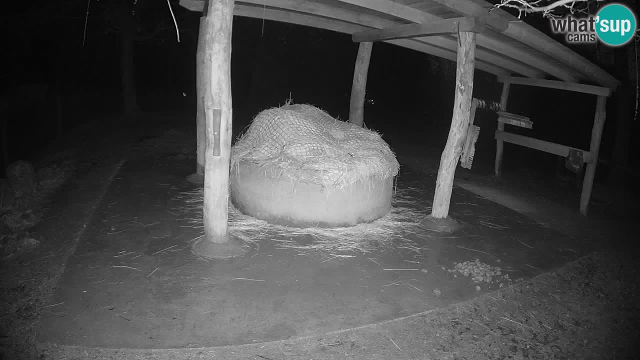 Le Zebre nello ZOO di Ljubljana – Slovenia Live webcam