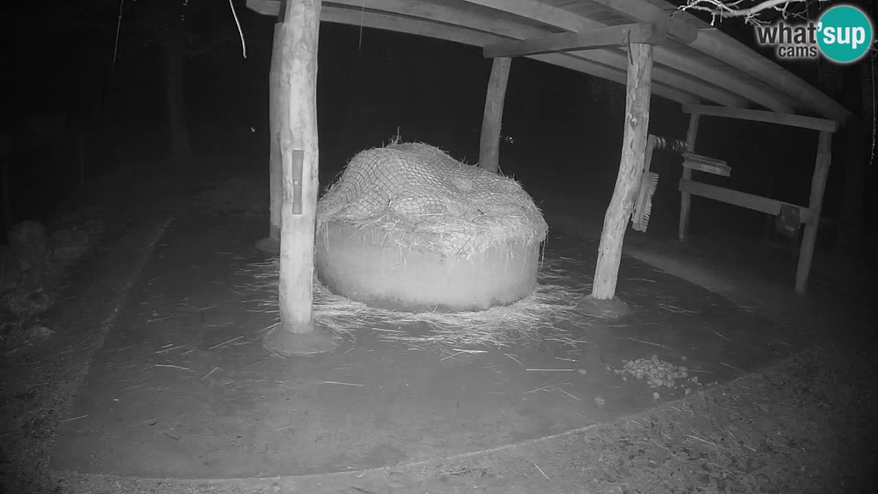 Live Webcam Zebras in Ljubljana ZOO – Slowenien