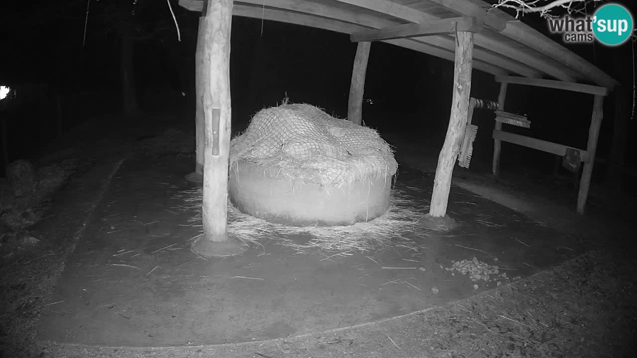 Le Zebre nello ZOO di Ljubljana – Slovenia Live webcam