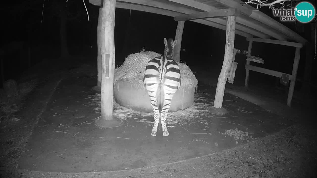 Live webcam Les zèbres in Ljubljana ZOO – Slovénie