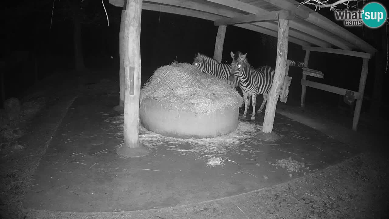 Live Webcam Zebras in Ljubljana ZOO – Slowenien