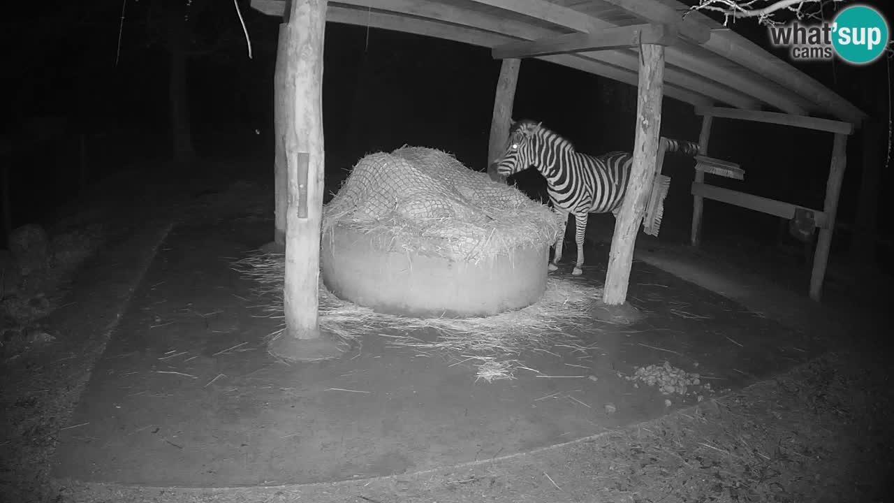 Camera en vivo Cebras in Ljubljana ZOO – Eslovenia