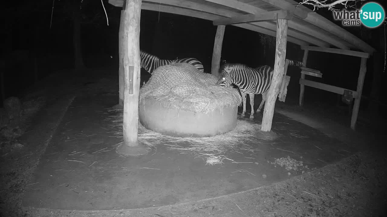 Live Webcam Zebras in Ljubljana ZOO – Slowenien
