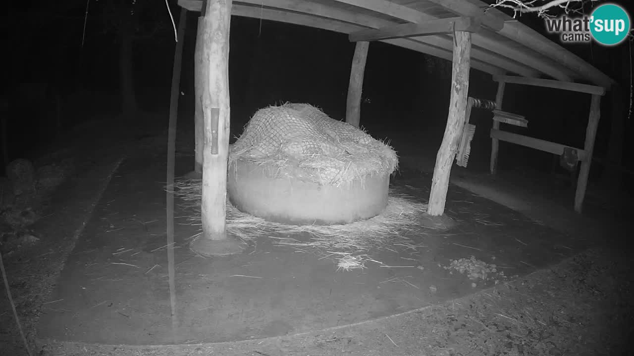 Live webcam Les zèbres in Ljubljana ZOO – Slovénie