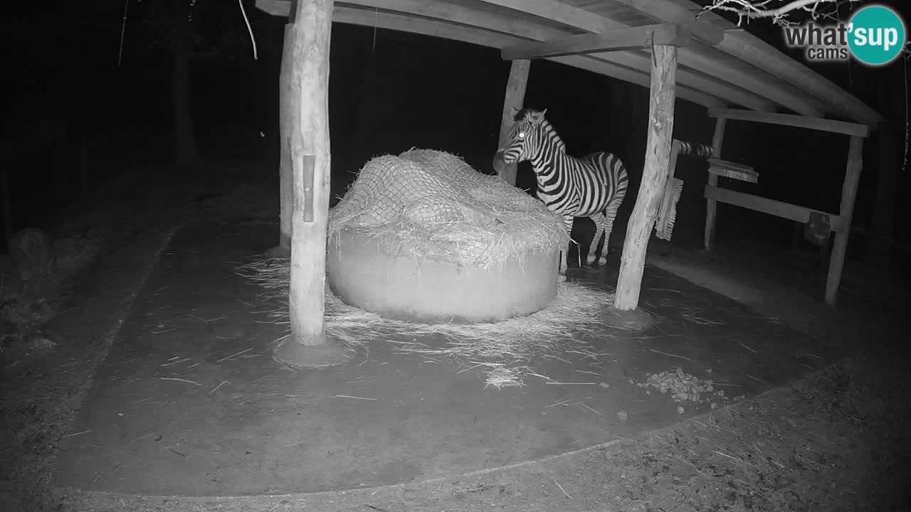 Live webcam Les zèbres in Ljubljana ZOO – Slovénie