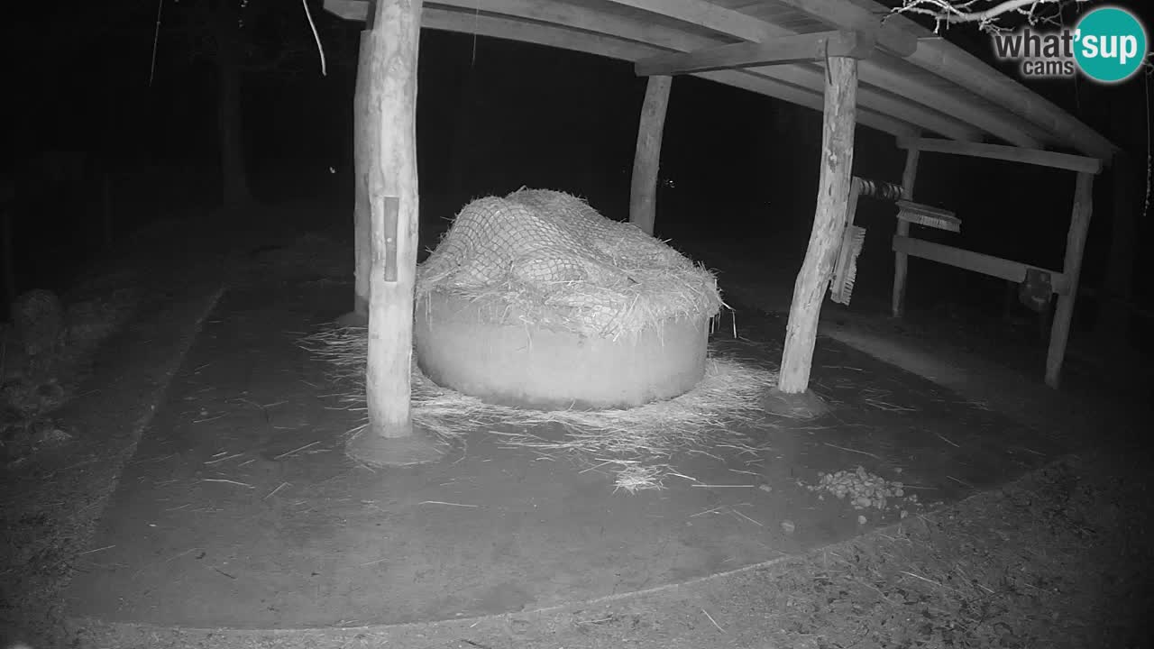 Camera en vivo Cebras in Ljubljana ZOO – Eslovenia