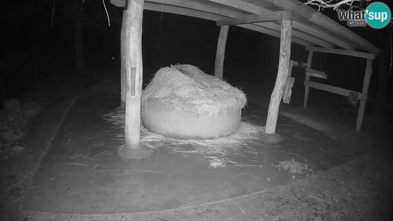 Live Webcam Zebras in Ljubljana ZOO – Slowenien