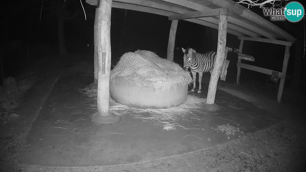 Live Webcam Zebras in Ljubljana ZOO – Slowenien