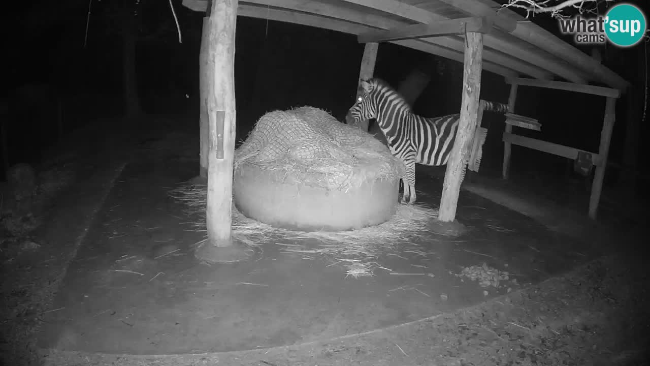 Le Zebre nello ZOO di Ljubljana – Slovenia Live webcam
