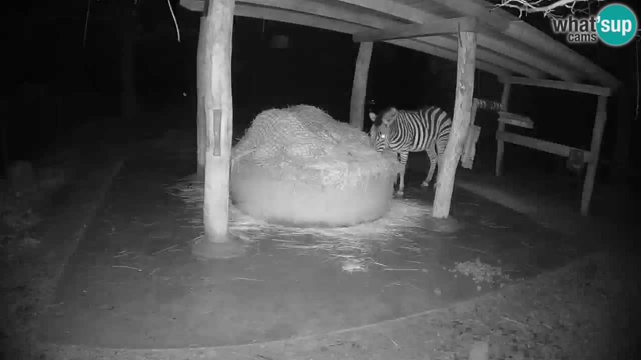 Live webcam Les zèbres in Ljubljana ZOO – Slovénie