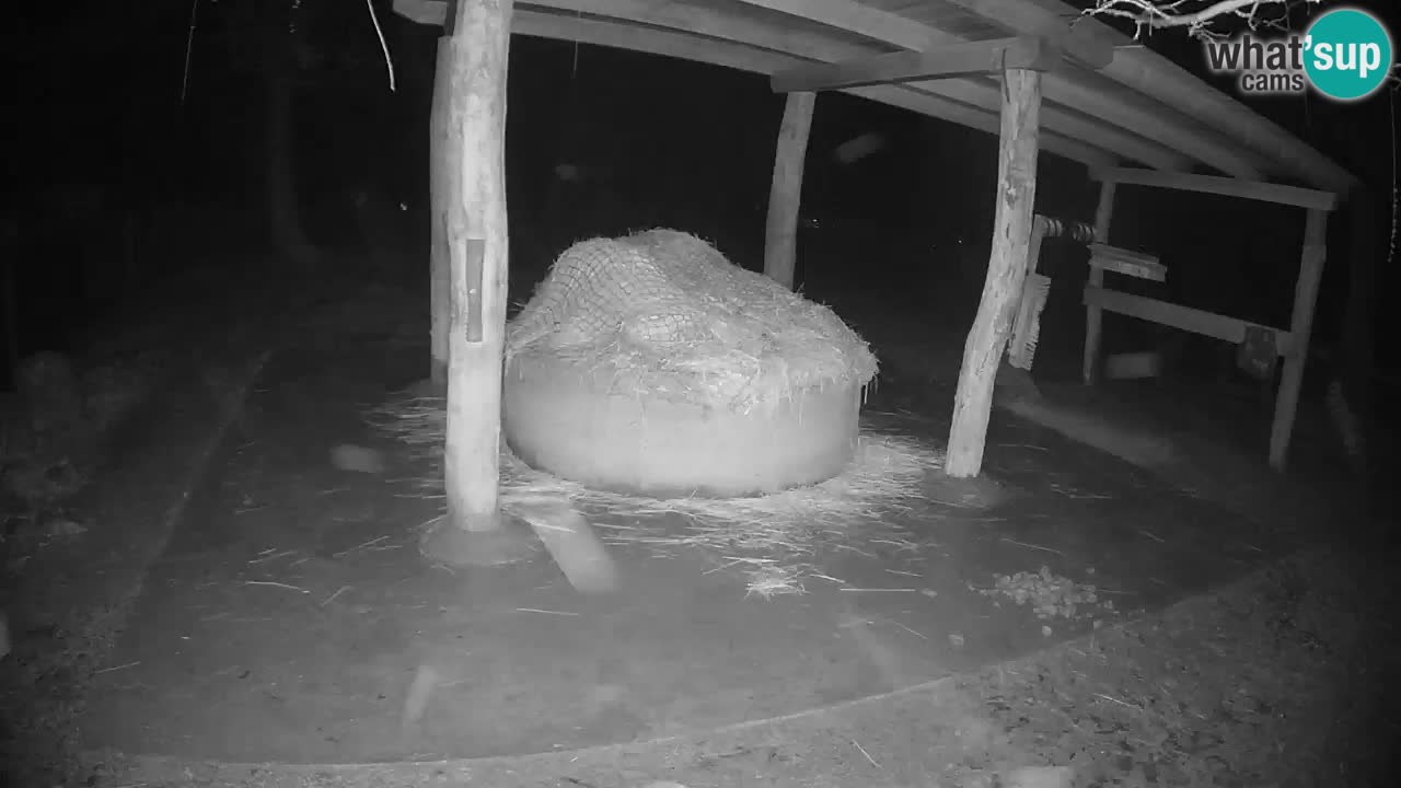 Web kamera uživo Zebras u ZOO Ljubljana – Slovenija