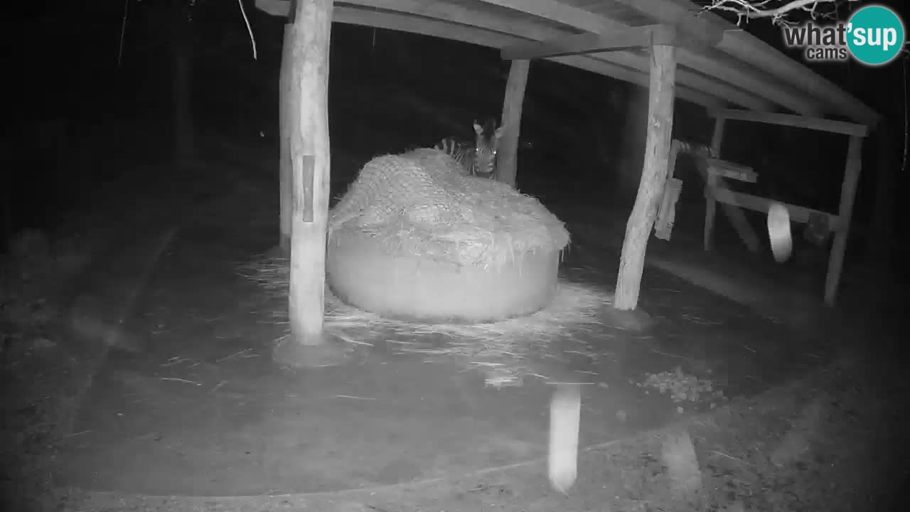 Camera en vivo Cebras in Ljubljana ZOO – Eslovenia