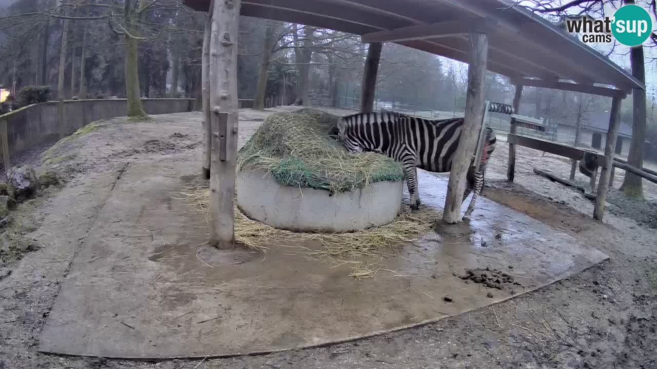 Live Webcam Zebras in Ljubljana ZOO – Slowenien