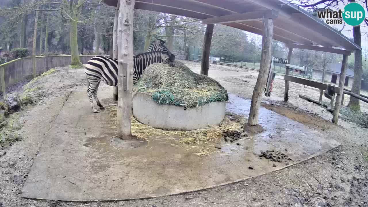 Web kamera uživo Zebras u ZOO Ljubljana – Slovenija