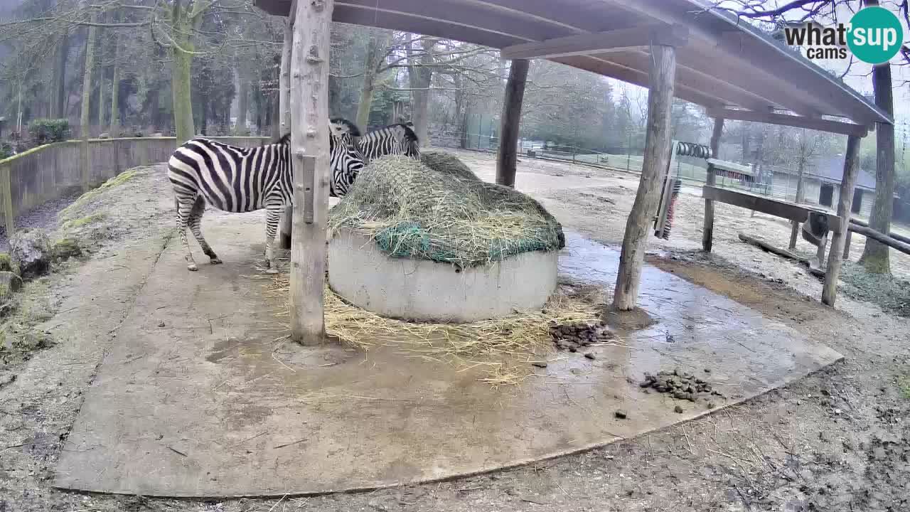 Live Webcam Zebras in Ljubljana ZOO – Slowenien