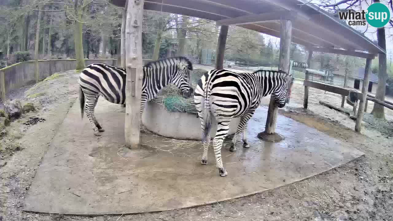 Live Webcam Zebras in Ljubljana ZOO – Slowenien