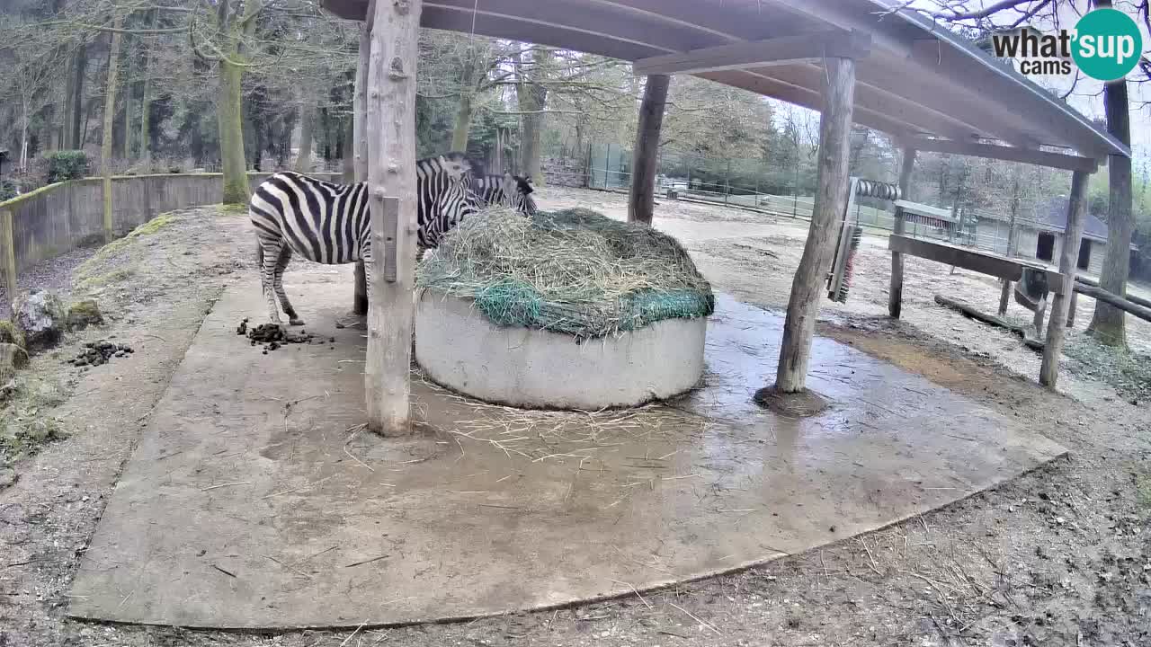 Zebre v živo v živalskem vrtu Ljubljana ZOO spletne kamere