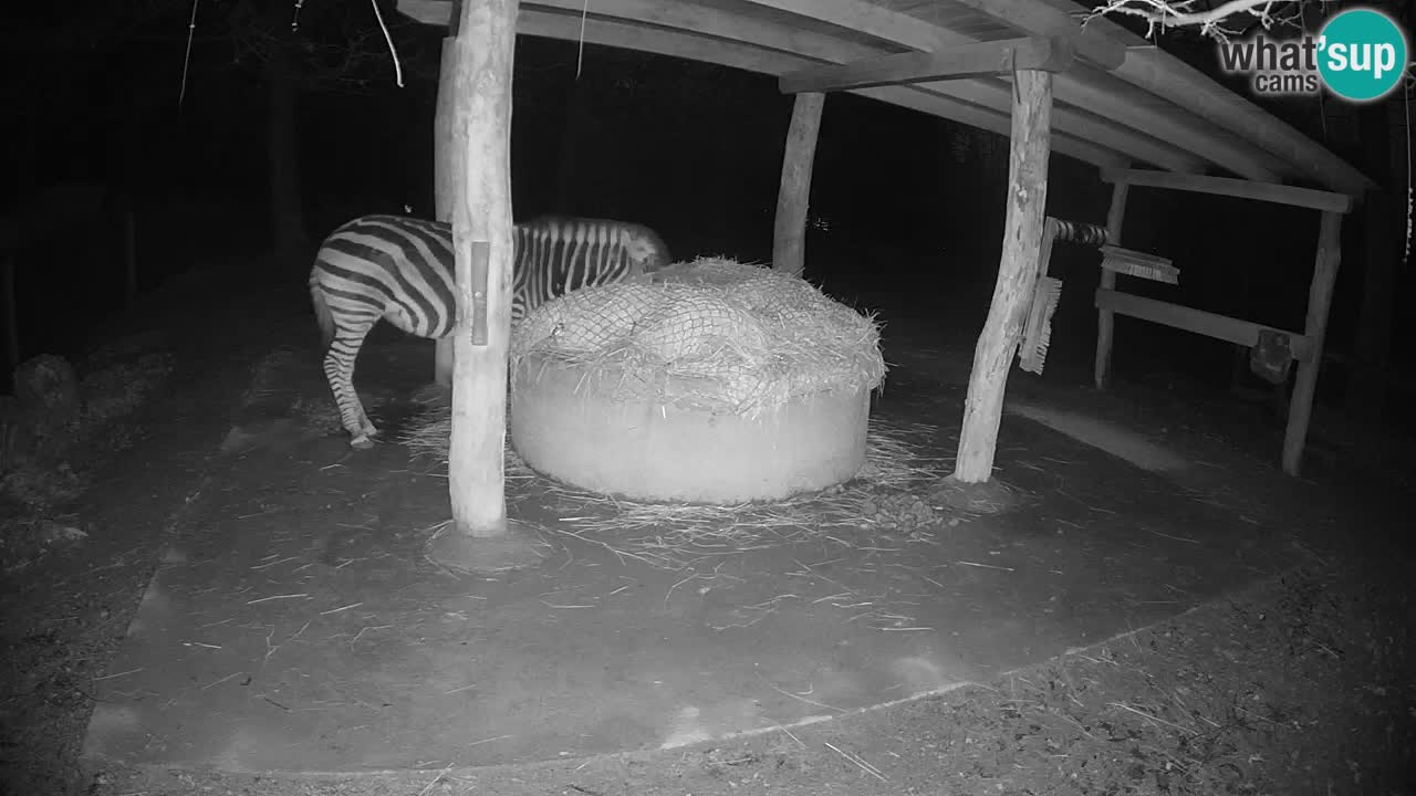 Live Webcam Zebras in Ljubljana ZOO – Slowenien