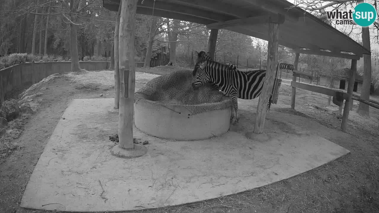Live webcam Zebras in Ljubljana ZOO – Slovenia