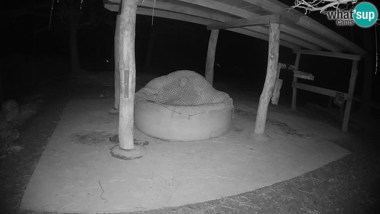 Le Zebre nello ZOO di Ljubljana – Slovenia Live webcam