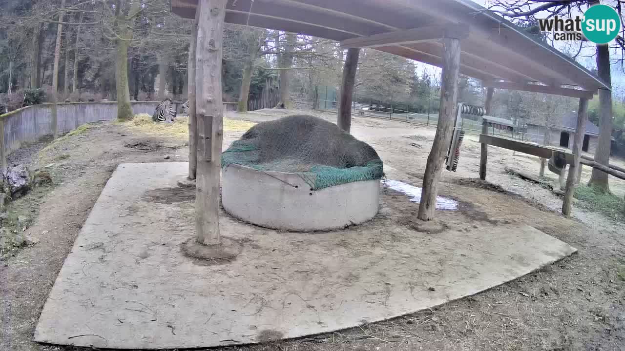 Web kamera uživo Zebras u ZOO Ljubljana – Slovenija