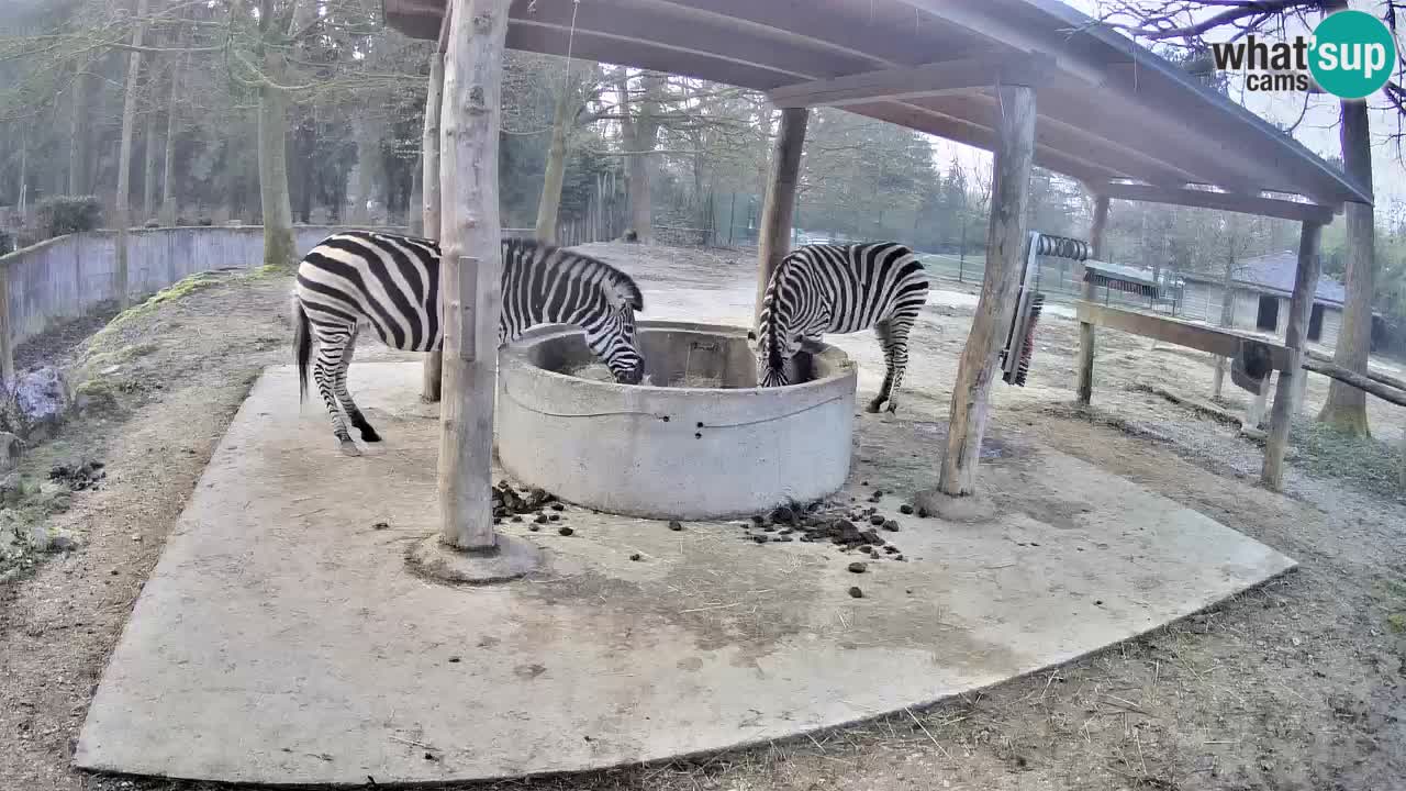 Le Zebre nello ZOO di Ljubljana – Slovenia Live webcam