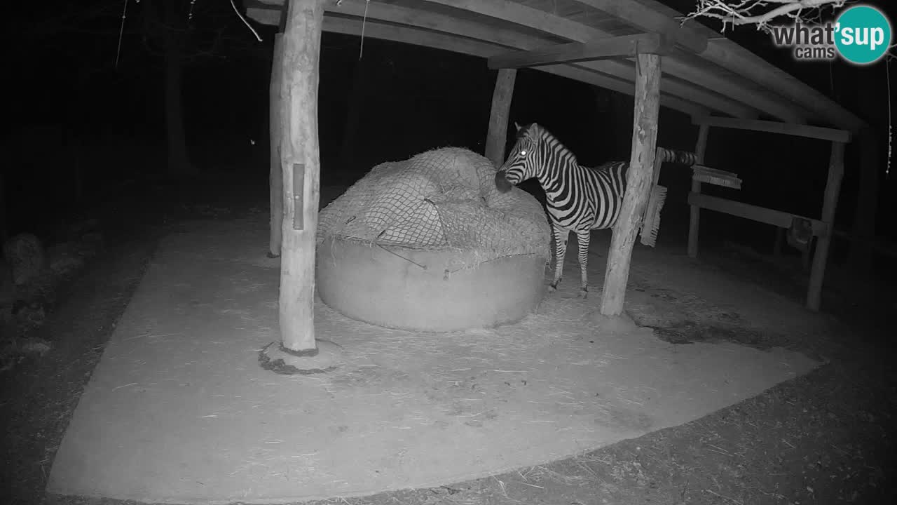 Camera en vivo Cebras in Ljubljana ZOO – Eslovenia