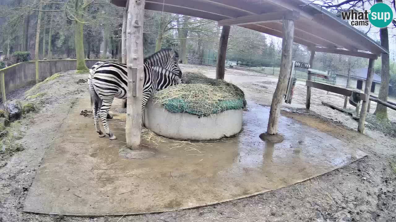Le Zebre nello ZOO di Ljubljana – Slovenia Live webcam