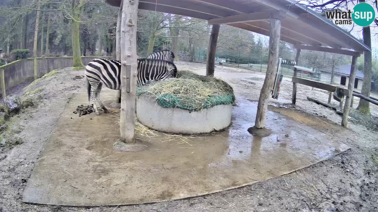 Web kamera uživo Zebras u ZOO Ljubljana – Slovenija
