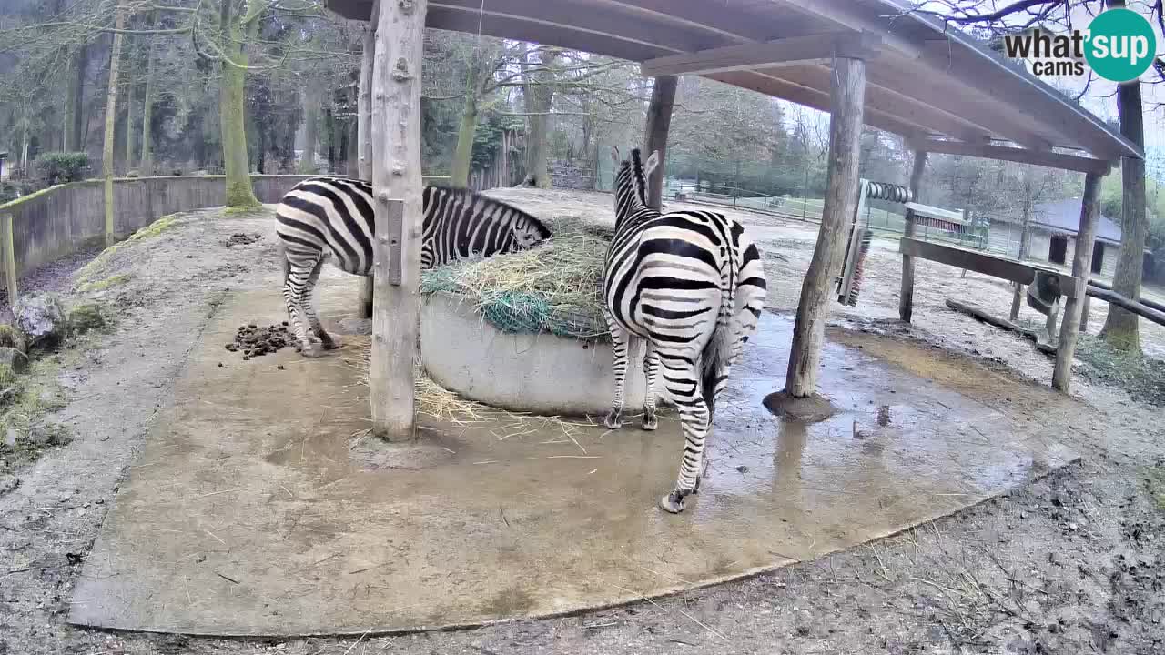 Le Zebre nello ZOO di Ljubljana – Slovenia Live webcam