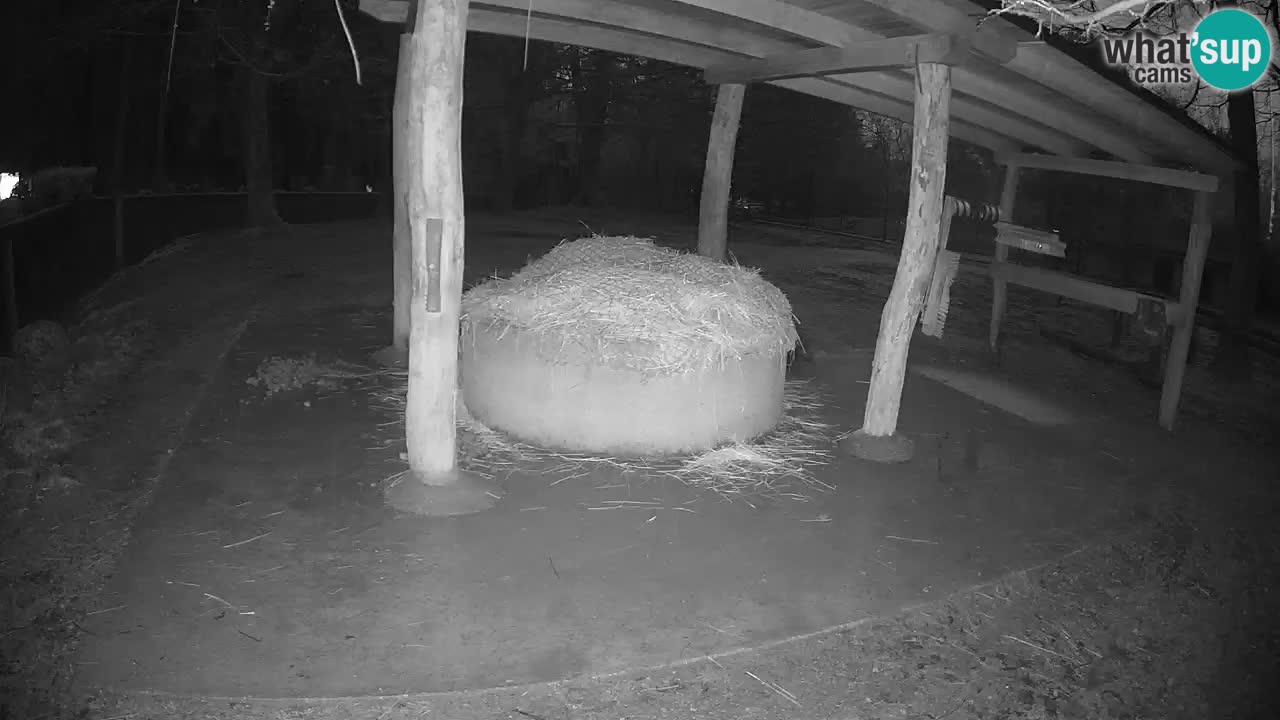 Web kamera uživo Zebras u ZOO Ljubljana – Slovenija