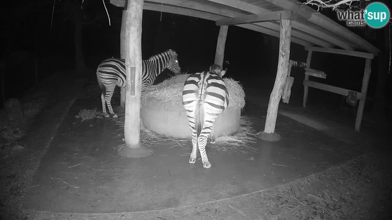 Live webcam Zebras in Ljubljana ZOO – Slovenia