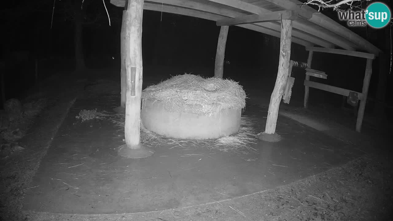 Zebre v živo v živalskem vrtu Ljubljana ZOO spletne kamere