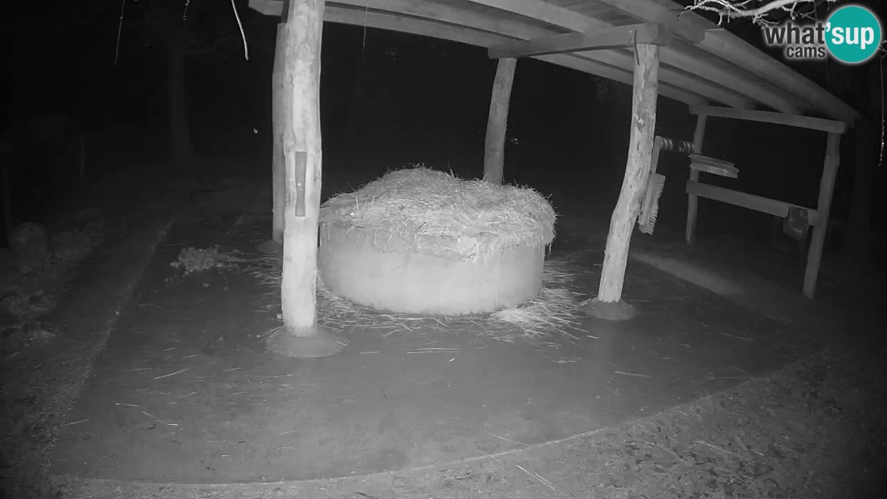 Le Zebre nello ZOO di Ljubljana – Slovenia Live webcam