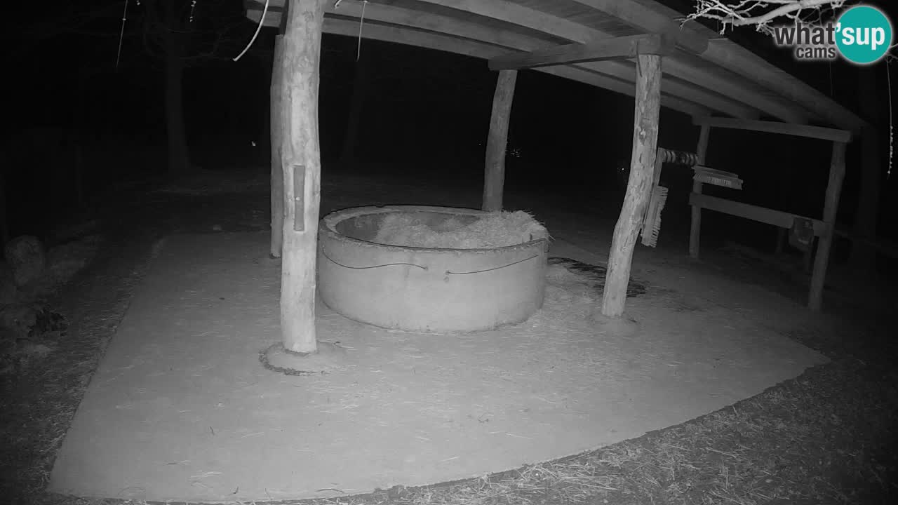 Live Webcam Zebras in Ljubljana ZOO – Slowenien