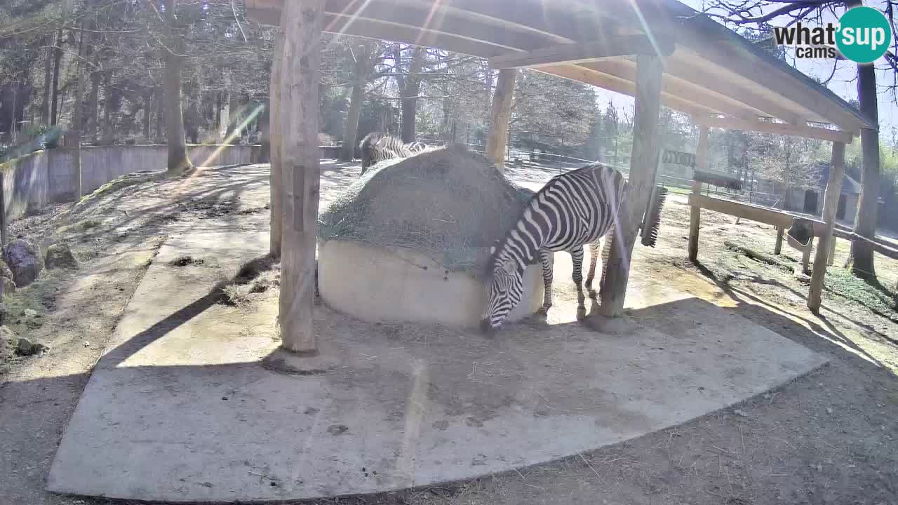 Live webcam Zebras in Ljubljana ZOO – Slovenia