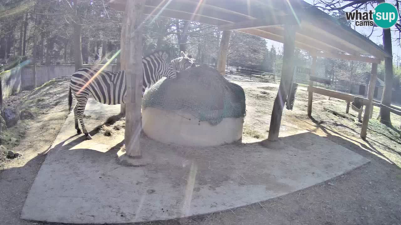 Live webcam Zebras in Ljubljana ZOO – Slovenia
