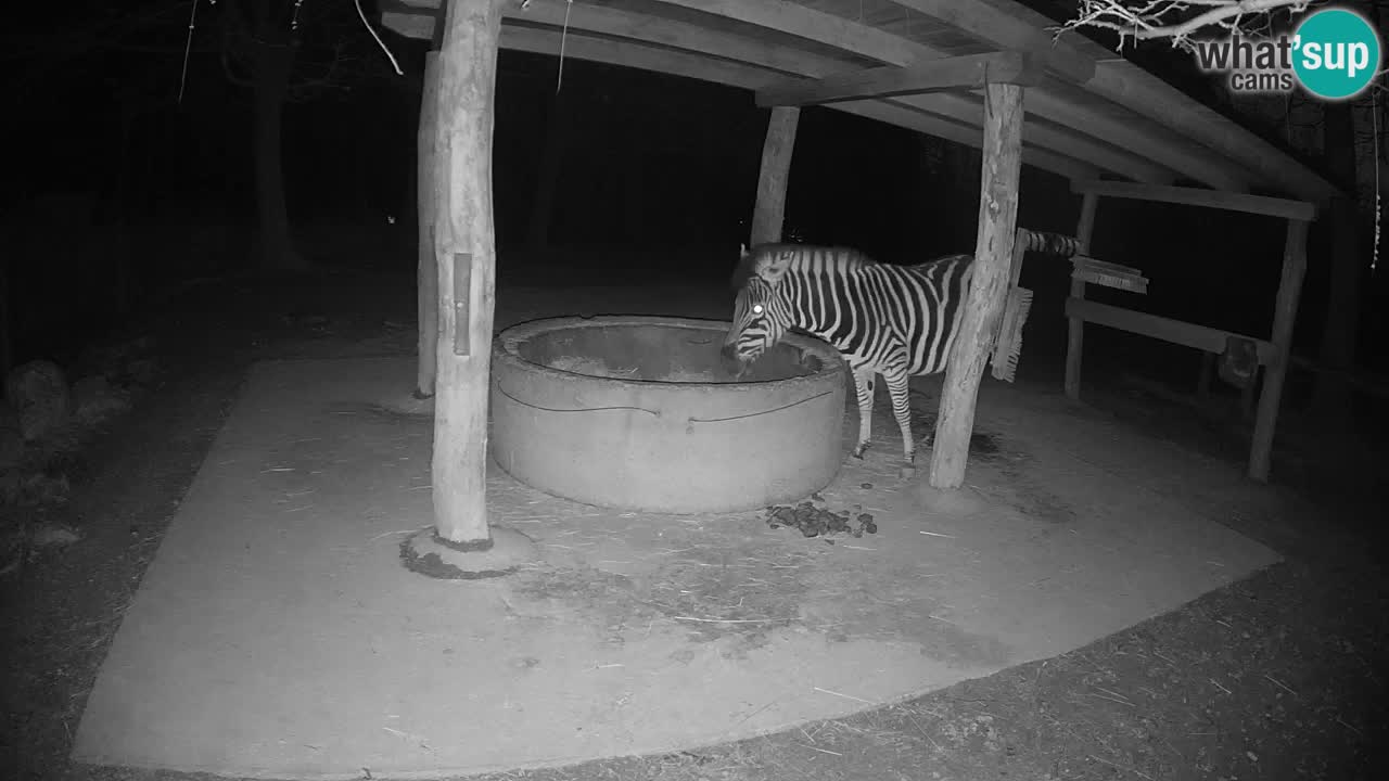 Live webcam Zebras in Ljubljana ZOO – Slovenia