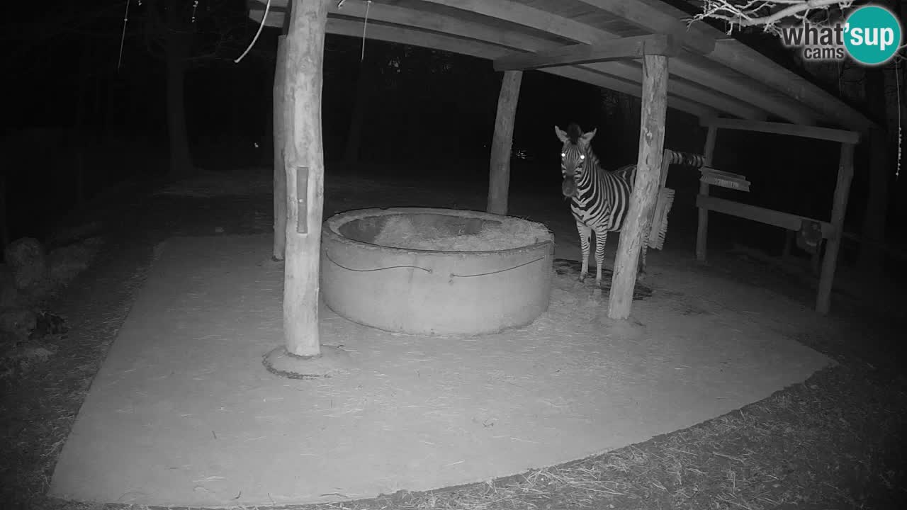 Live webcam Les zèbres in Ljubljana ZOO – Slovénie