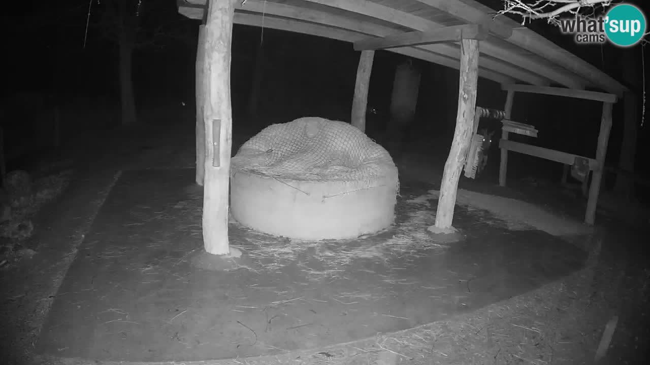 Live webcam Zebras in Ljubljana ZOO – Slovenia