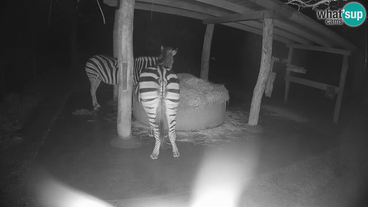 Live webcam Les zèbres in Ljubljana ZOO – Slovénie