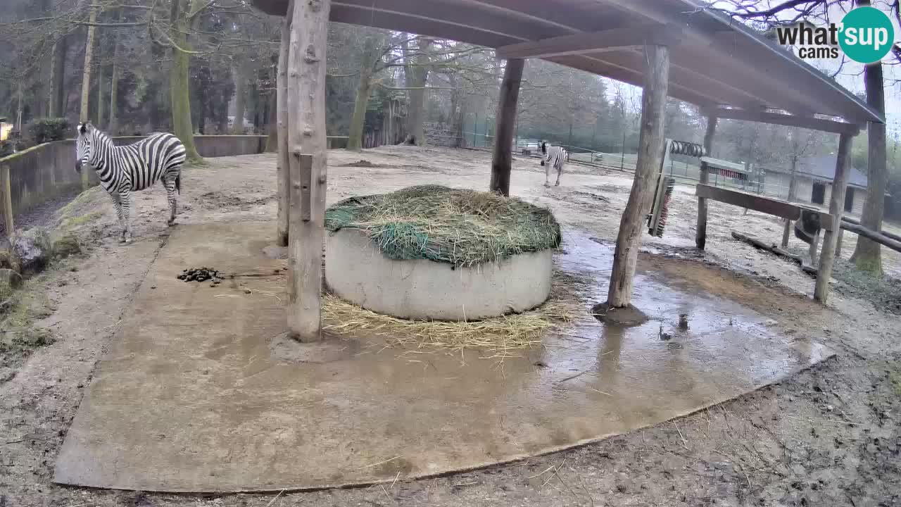 Live webcam Zebras in Ljubljana ZOO – Slovenia