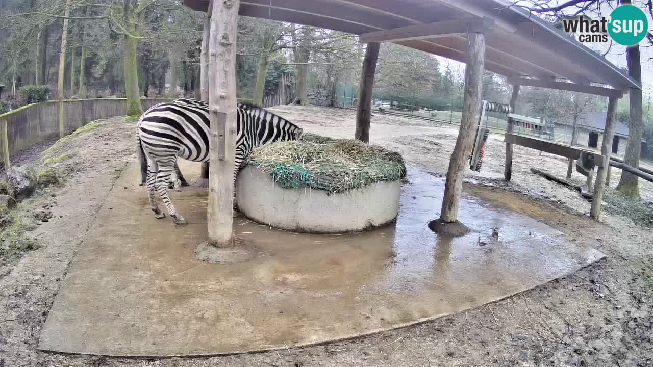 Web kamera uživo Zebras u ZOO Ljubljana – Slovenija